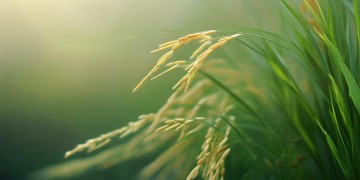 小米适合推荐恋爱手游吗？